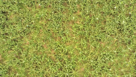 Banana trees Stock Footage 107039428