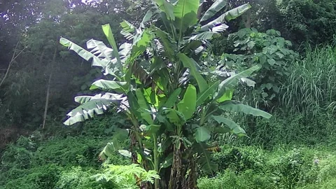 Banana trees Stock Footage 167797819