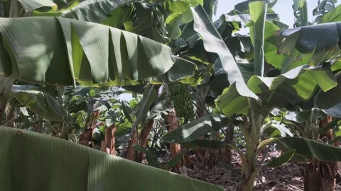 Banana trees Stock Footage 255484957