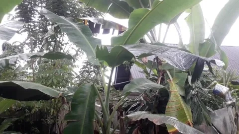 Banana trees Stock Footage 286963527