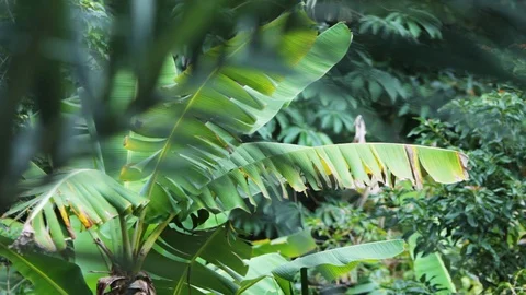 Banana trees in the forest 動画素材 128077312