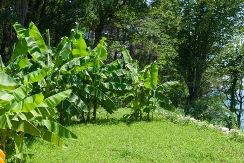 Banana trees in the forest Stock Photos
