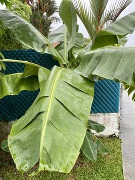 Banana Trees in the garden Close up Stock Photos