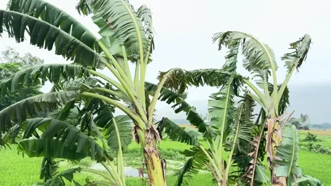 Banana trees with green, under a cloudy sky. video Video stock 308633229