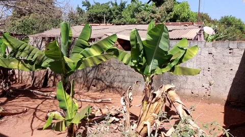 Banana trees growing in a backyard a common occurrence in Brazil Video stock 282830113