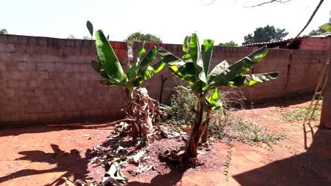 Banana trees growing in a backyard a common occurrence in Brazil Stock Footage 282830170