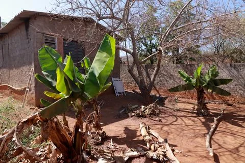 Banana trees growing in a backyard a common occurrence in Brazil Stock Photos