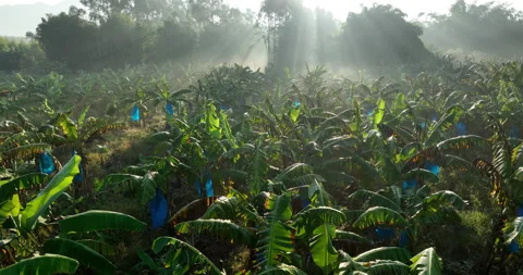Banana trees growing in field Stock Footage 219855488
