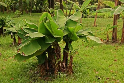 Banana trees Stock Photos