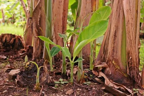 Banana trees Stock Photos