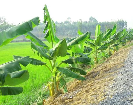 The banana trees Stock Photos