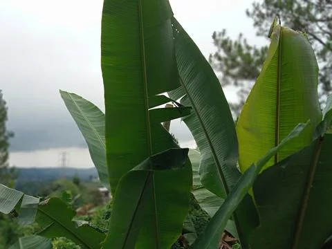 Banana Trees Stock Photos
