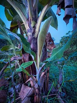 Banana trees Stock Photos