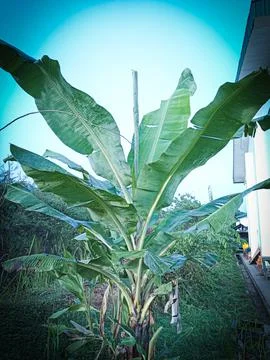 Banana trees Stock Photos