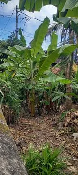 Banana trees 库存照片