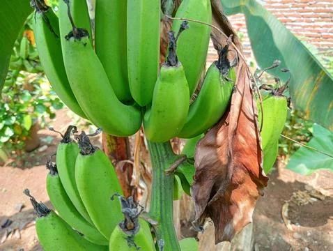 Banana trees Stock Photos