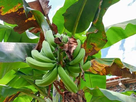 Banana trees Stock Photos
