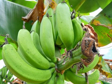 Banana trees Stock Photos
