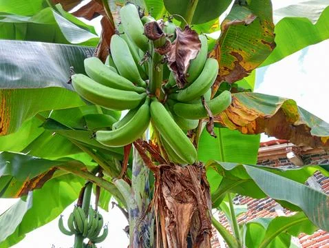 Banana trees Stock Photos