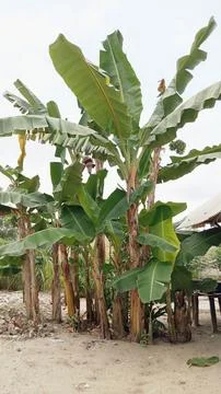 Banana trees 스톡 사진