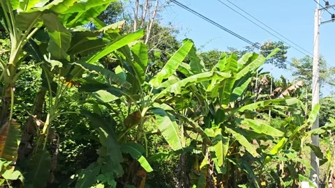 Banana trees on a rural hillside. Video stock 341261997