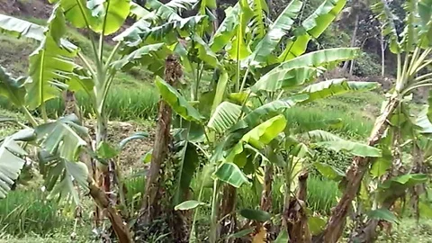 Banana trees on the side of river and close of the hill Stock-Footage 117979494