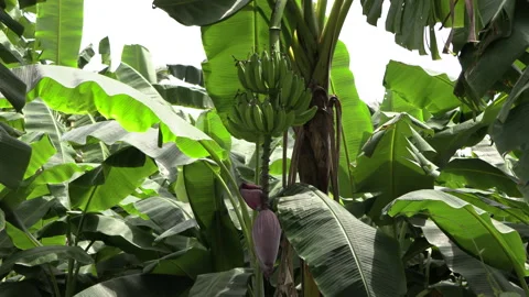 Banana trees with wind, Bunch of unripe green bananas. Banana leaf Stock Footage 157701034