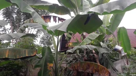 Banana trees2 Stock Footage 287976074