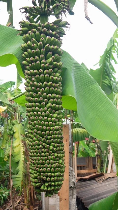 Banana on unique tree Видео 309056508