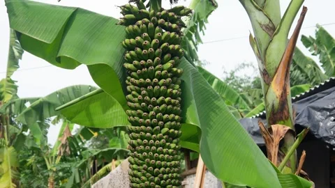 Banana on unique tree Stock Footage 309056757