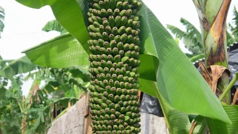 Banana on unique tree Stock Footage 309056819