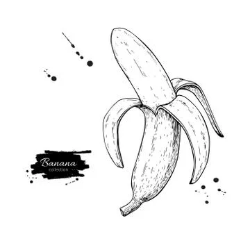 Banana vector drawing. Isolated hand drawn peel object on white Stock Illustration