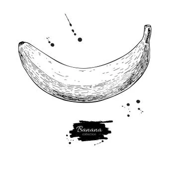 Banana vector drawing. Isolated hand drawn object on white backg Stock Illustration