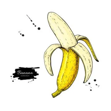 Banana vector drawing. Isolated hand drawn peel object on white Stock Illustration