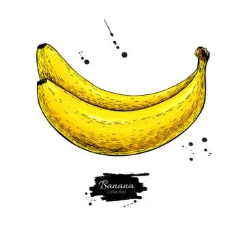 Banana vector drawing. Isolated hand drawn object on white background. Summ.. Stock Illustration