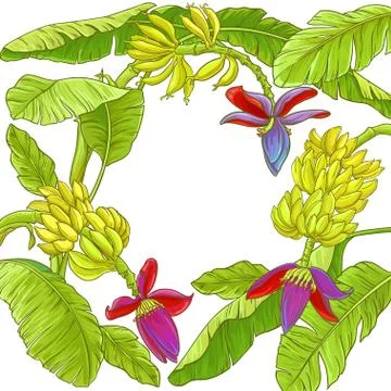 Banana  vector frame Stock Illustration