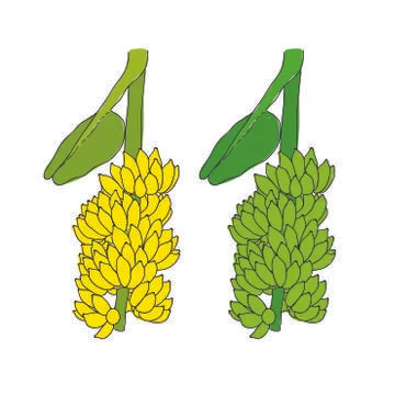 Banana vector Stock Illustration