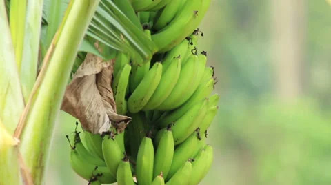 Banana In The Wind Stock Footage 35818855