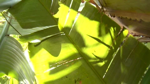Bananaleaf Stock Footage 610059