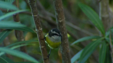 Bananaquit squabbles Stock Footage 70118027