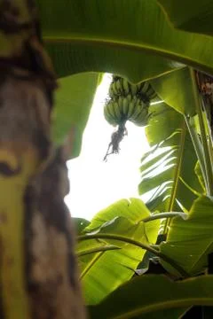 Bananas and tree at sky. Stock Photos