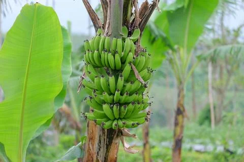 Bananas bear good fruit Stock Photos