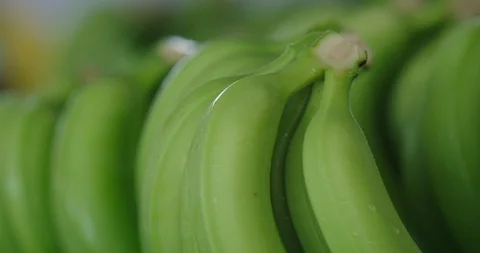 Bananas being moved Stock Footage 125080790