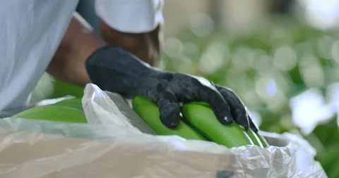 Bananas being packed Video stock 125080859