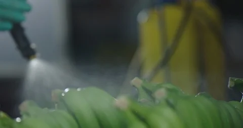 Bananas being washed Stock Footage 125080778