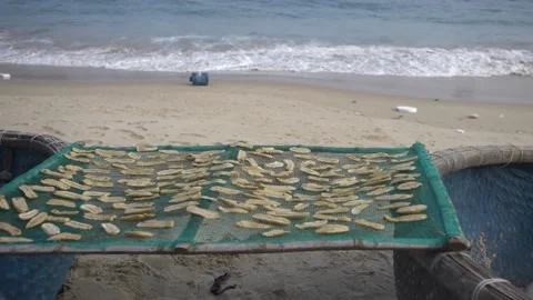Bananas chips to dry on the coast Stock-Footage 220843236