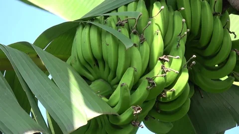 Bananas (closeup) Stock Footage 82962352