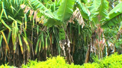 Bananas 動画素材 369137