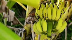 https://images.pond5.com/bananas-footage-022934139_iconm.jpeg
