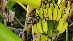 A large bunch of organic bananas on a ba, Stock Video